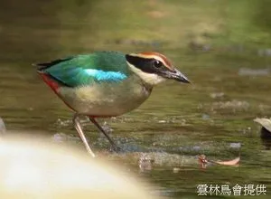 travel-pic-01_s2 林內八色鳥 世界有名相關圖片