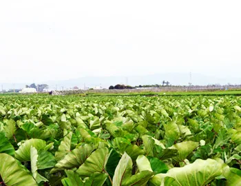 travel-pic-12_s7 林內鄉農會相關圖片